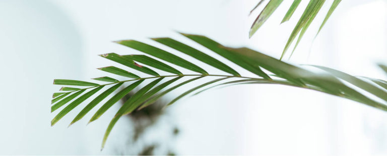 Palm leaf