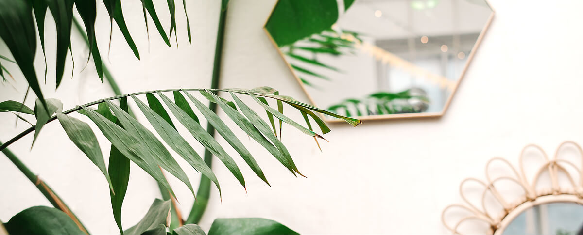 Palm tree in doctors office