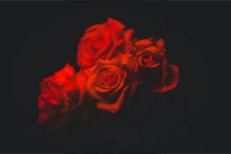 Red roses